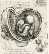 Haga click para ver la imagen ampliada womb study.jpg
